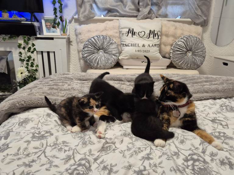 4 beautiful kittens 