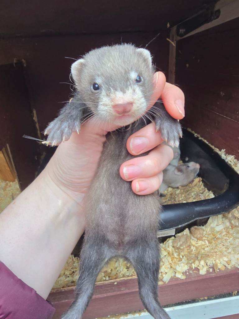 Standard ferrets