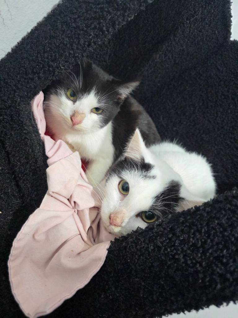 2 male kittens 