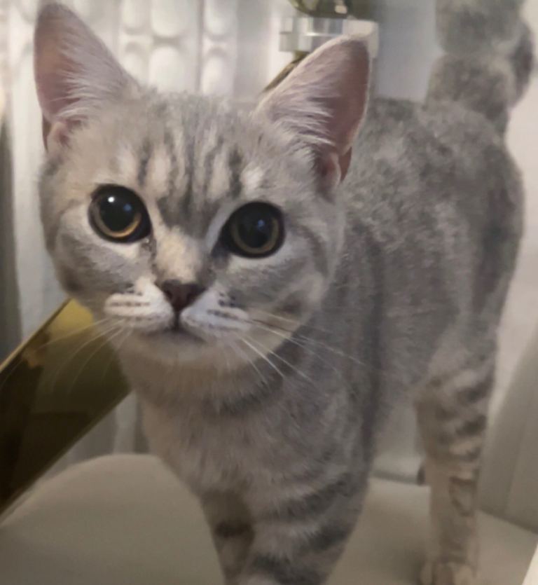 British short hair cat 