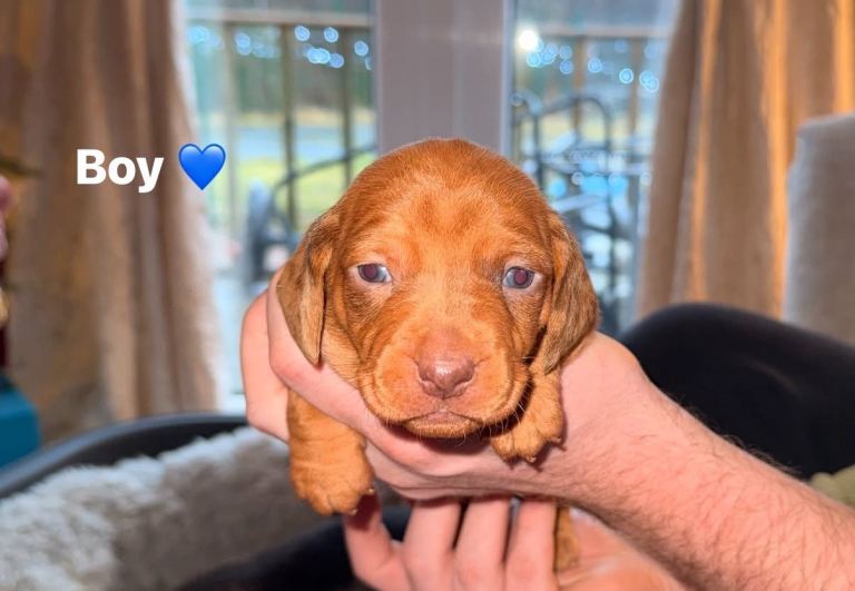 Miniature dachshund puppies for sale 