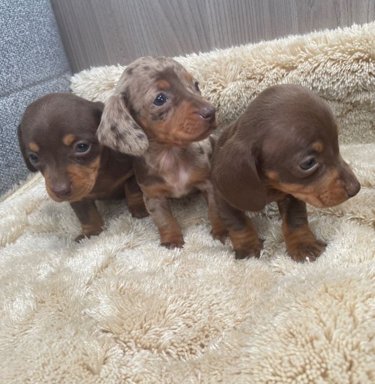 Miniature dachshunds