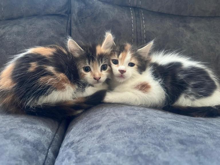 Kittens for sale