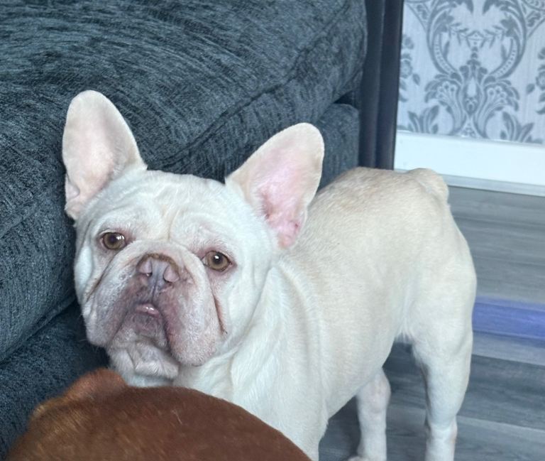 Lilac tan platinum French bulldog