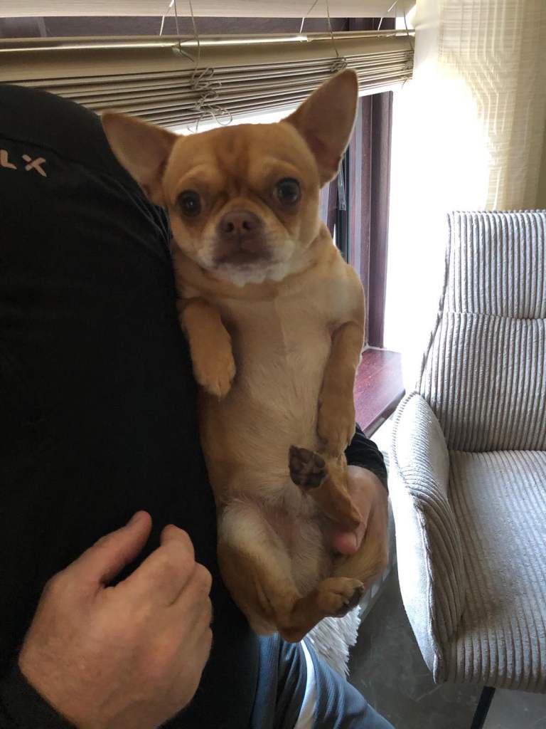 Male chihuahua 