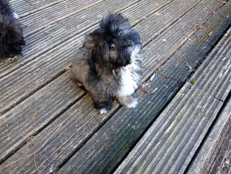 Beautiful Tuxedo Maltipoo Terrier Male Puppies For Sale (1 available)