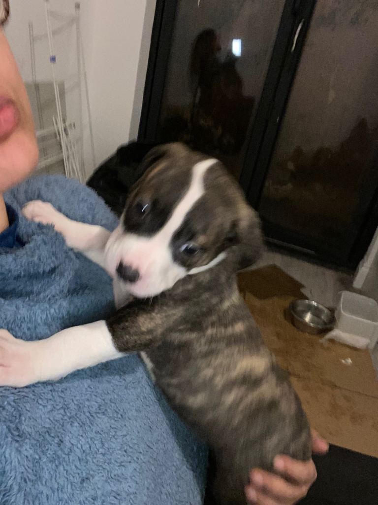 Beautiful Scott American Bulldog x Staffy