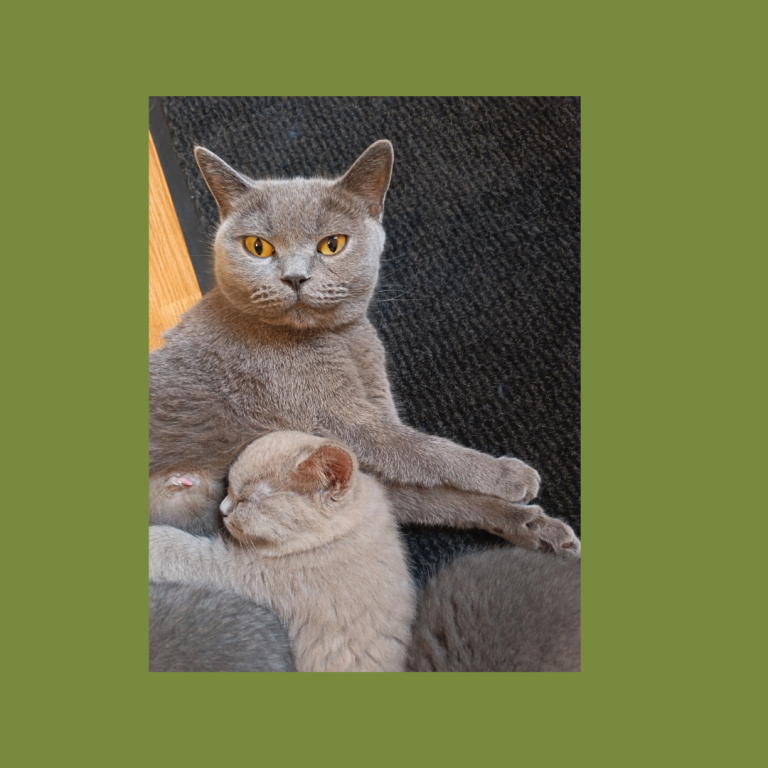   British Shorthair Kittens –Available now