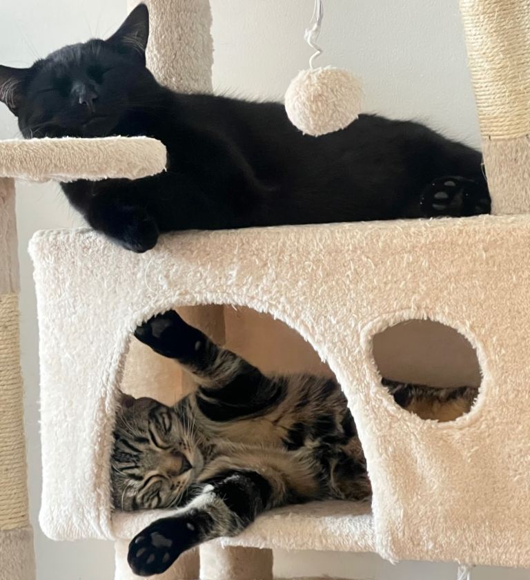 2 Male Kittens Looking for a Loving Home 🐾