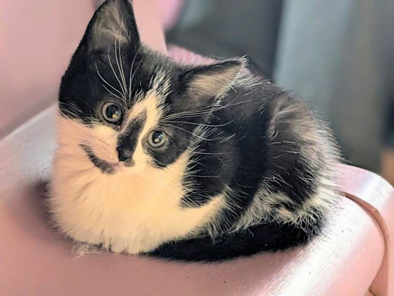 British Blue x kittens , litter trained,  flea/wormed  £80 Sweet happy kittens