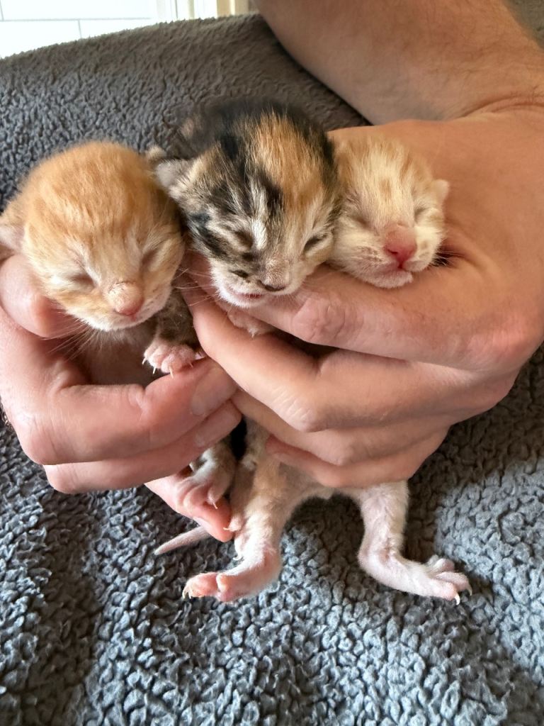 3 Gorgeous Kittens 