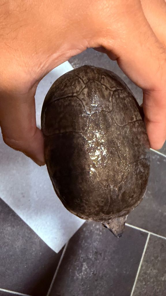 Turtles 2 x Males