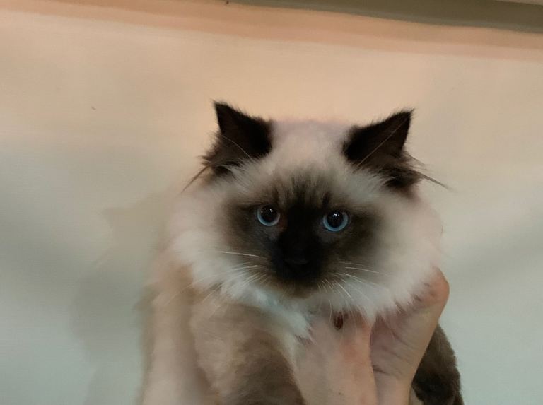  Reduced 4 Beautiful rag doll kittens looking for forever homes ready now.