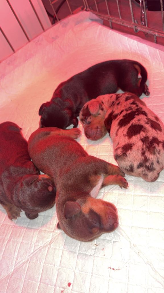 Dachshund puppies