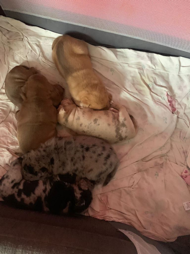 6 left!! READY IN 2 WEEKS!! Sharpei x