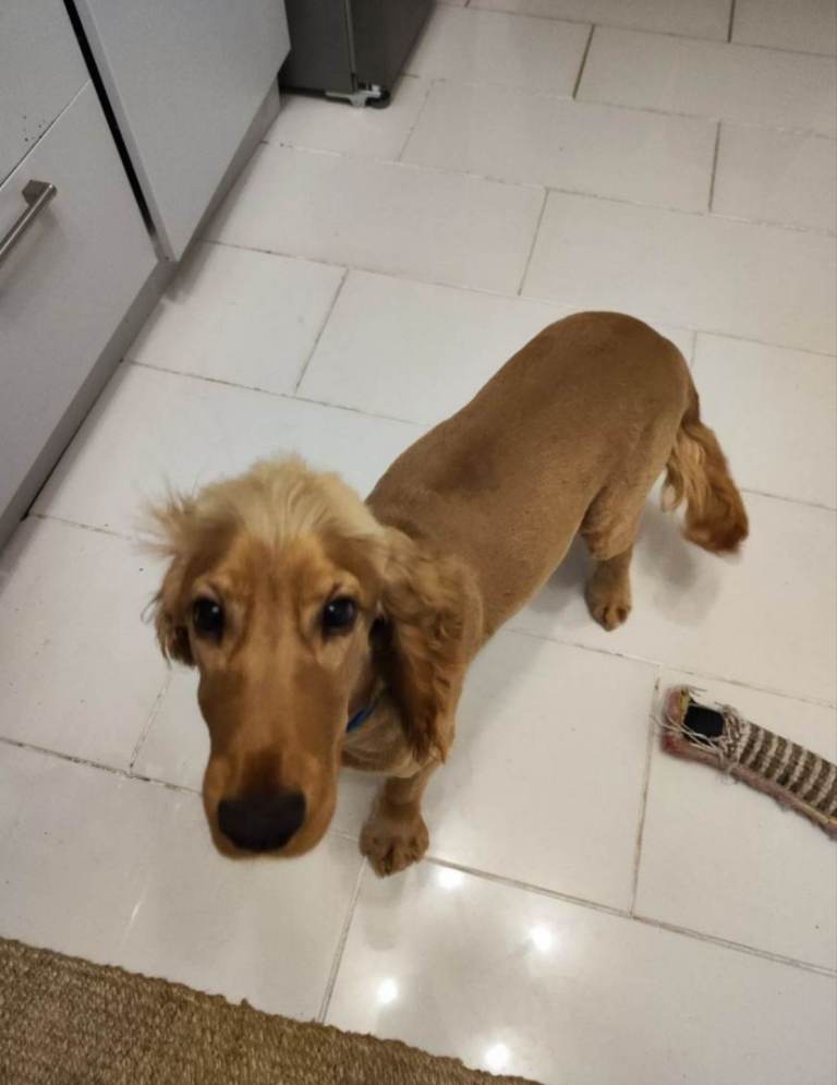 Cocker Spaniel 15 Months old