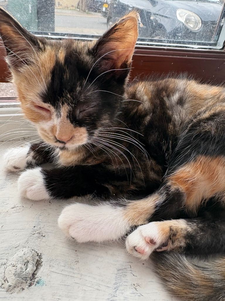 Beautiful tabby kittens