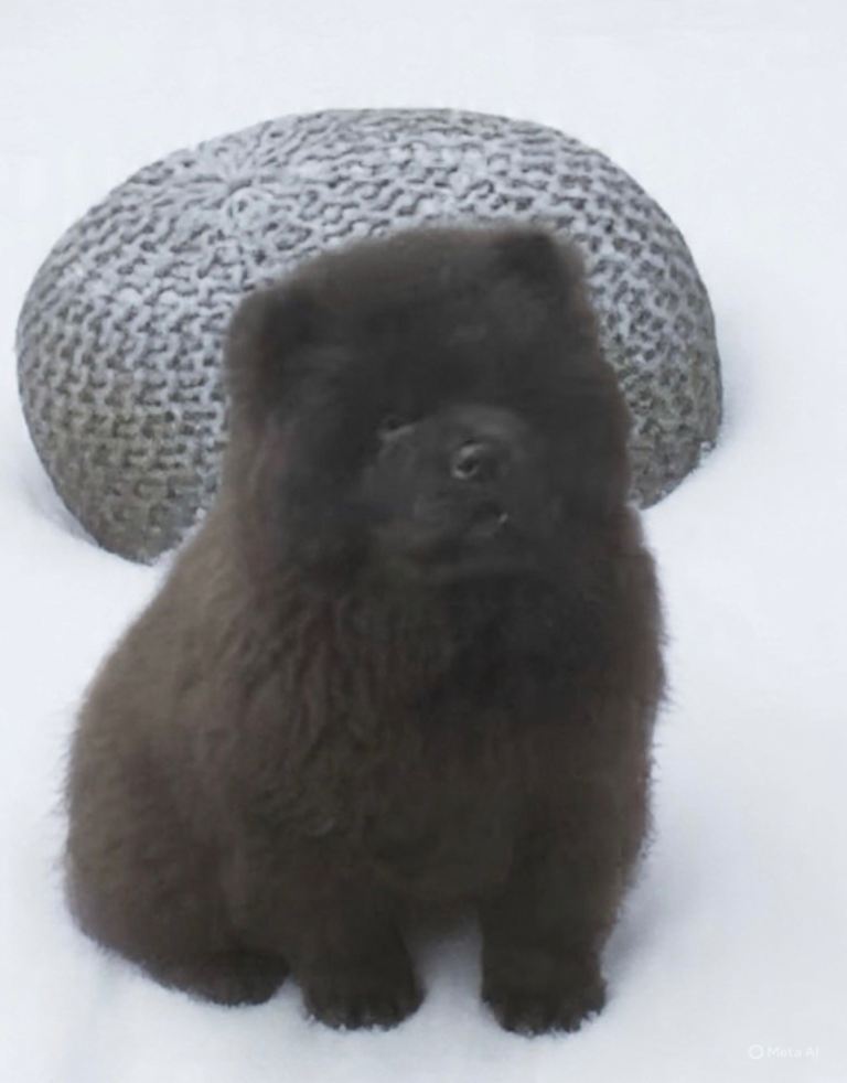 Chow chow pups