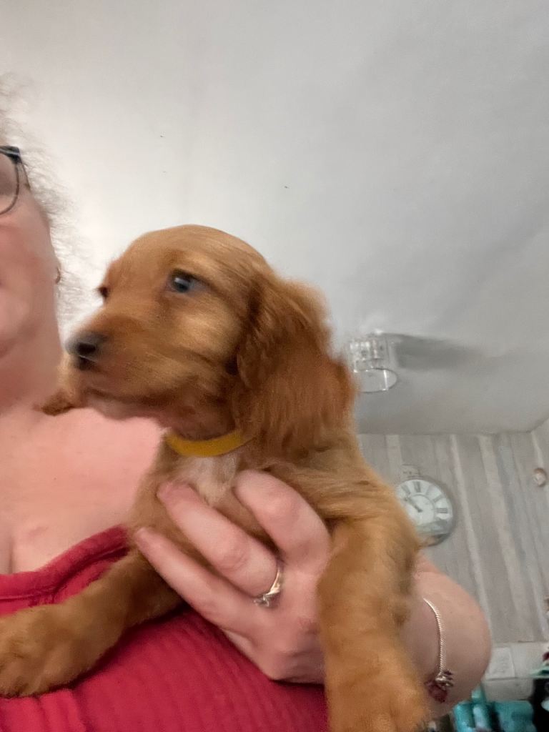 Cocker spaniel puppies 