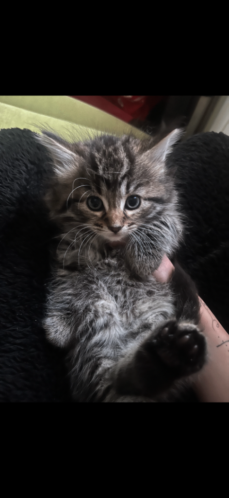 4 beautiful kittens Tabby mixed with Persian