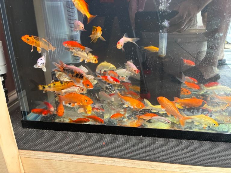 Goldfish and Koi Carp 