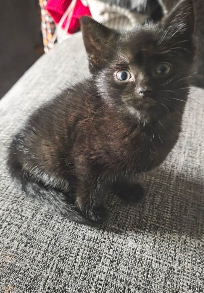 Bombay female kitten 