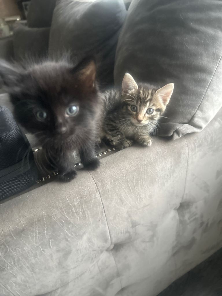 Kittens for sale 