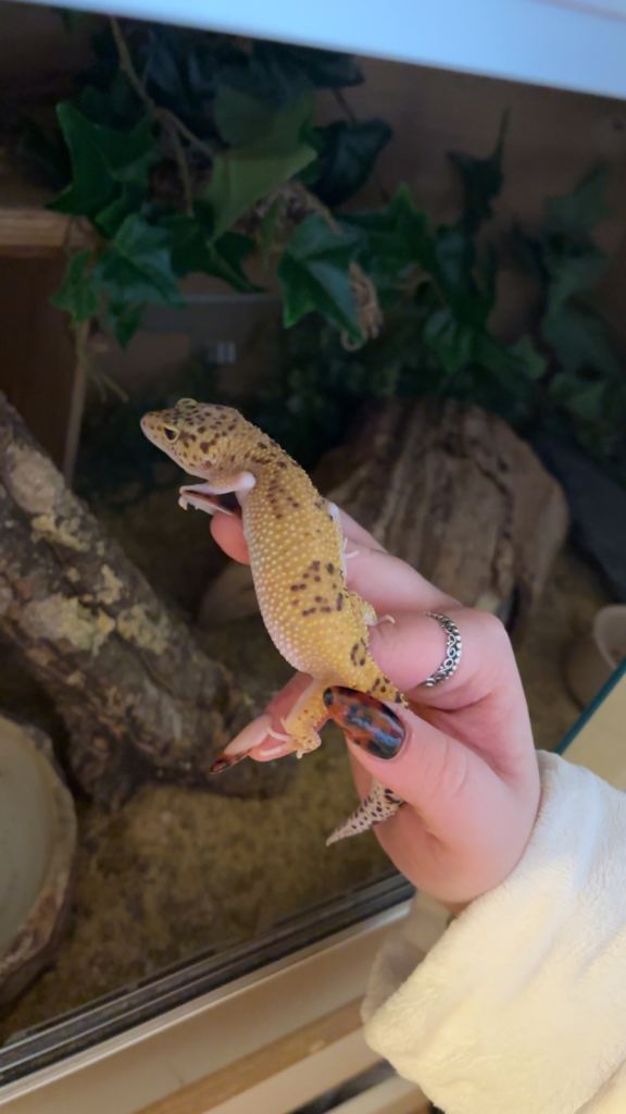 Leopard Gecko & TWO VIVARIUMS.