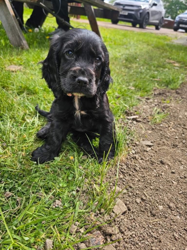 Show cocker spaniel puppy