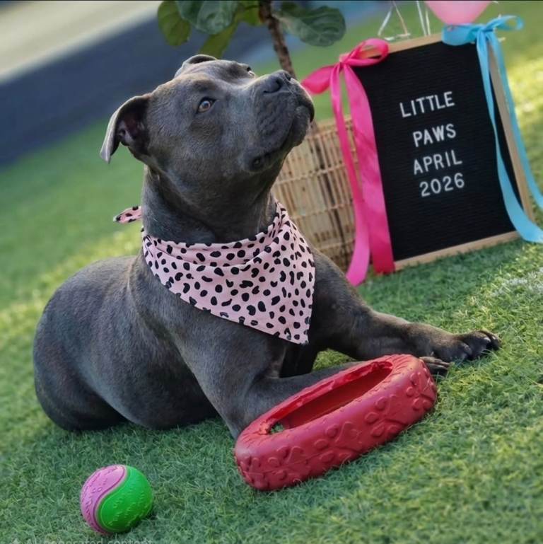 Stunning Blue Staffordshire Bull Terrier Puppies