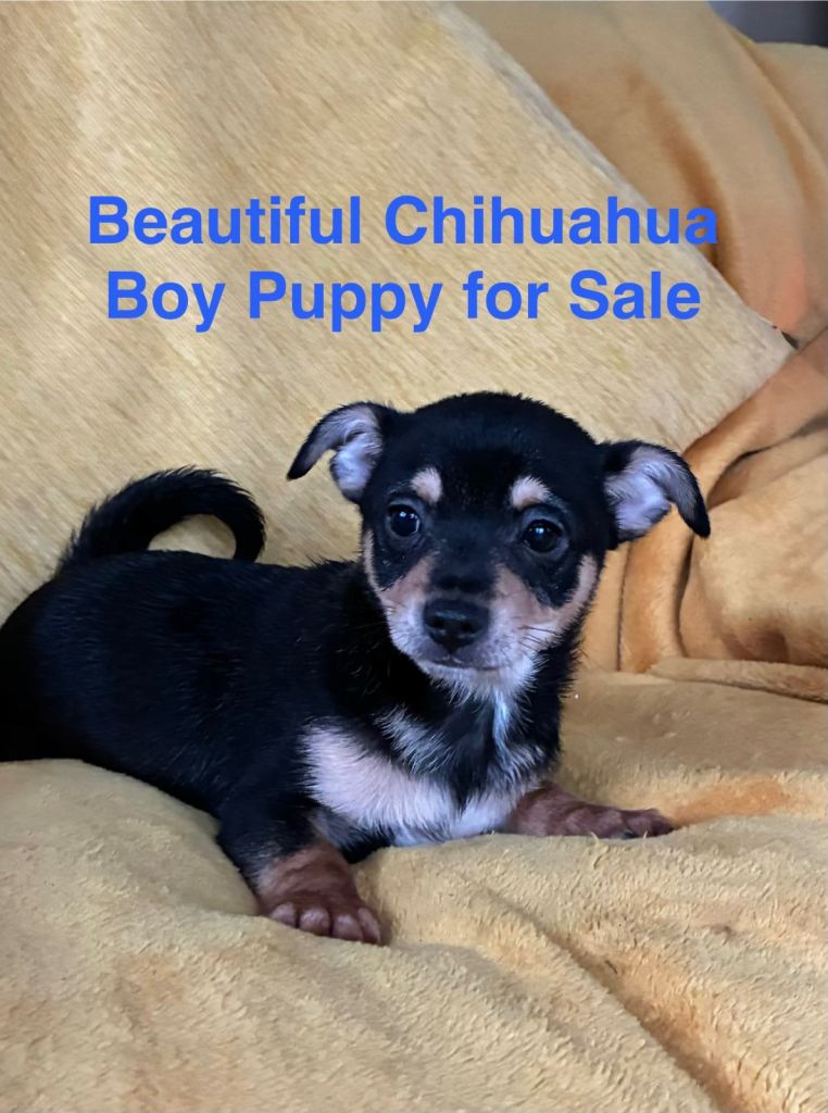 image for Beautiful Chihuahua Boy for Sale