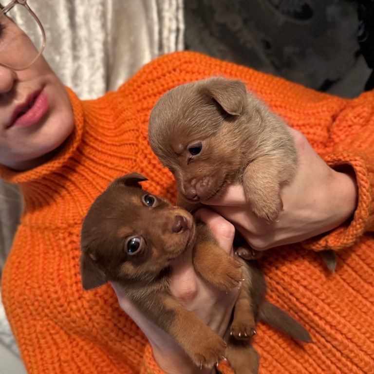Stunning miniature Jack Russell puppies 