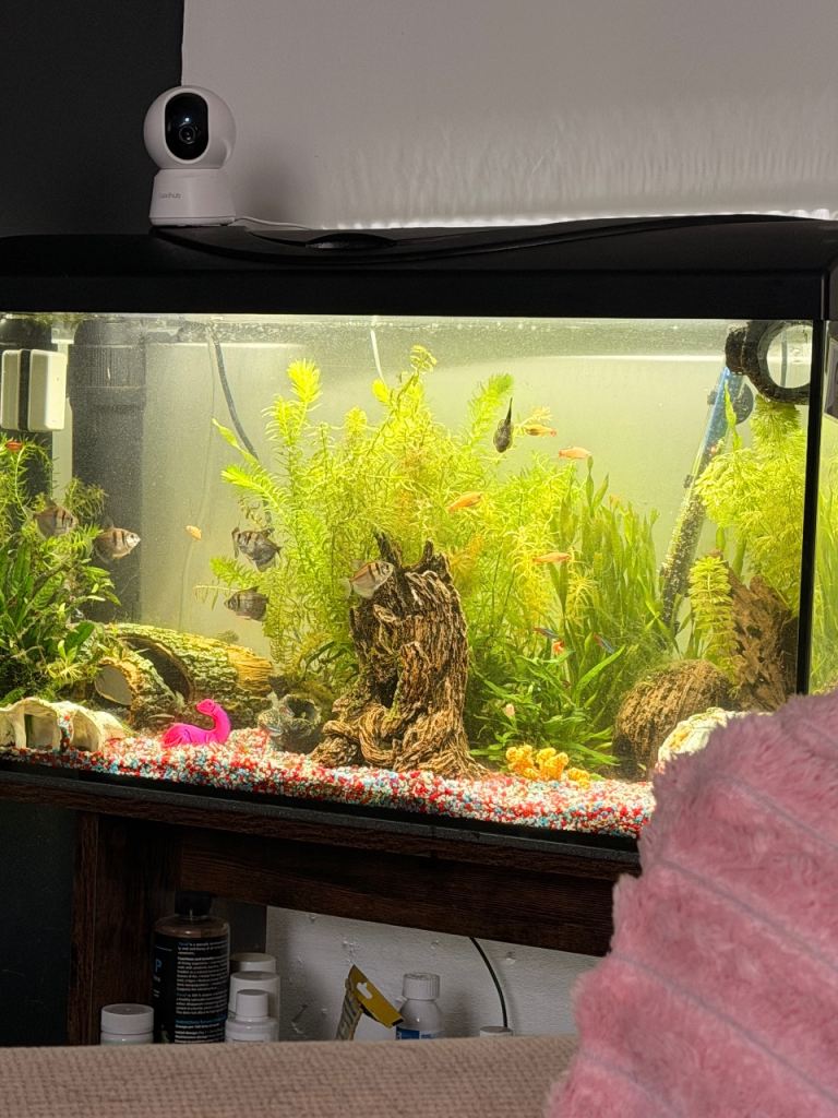 Fish tank with stand, filter, light and fish 
