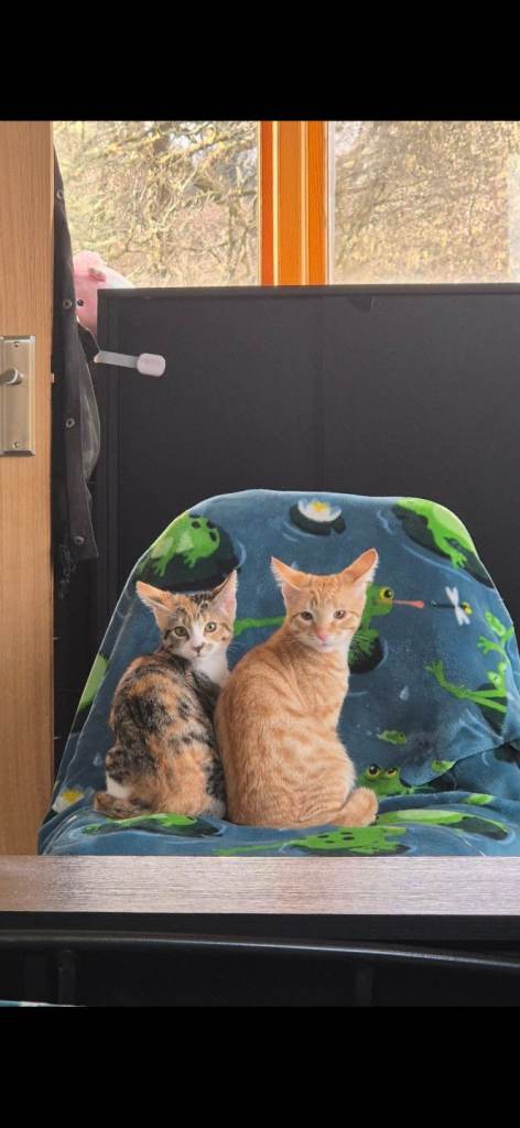Bengals for sale £200 each