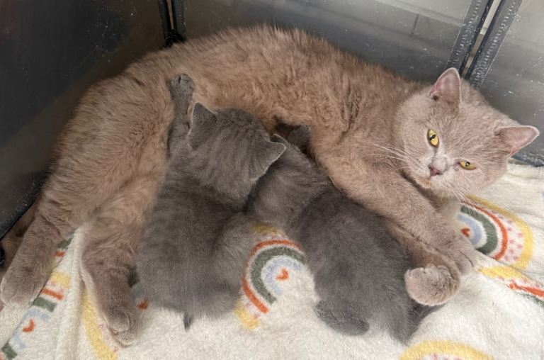 British shorthair kittens 