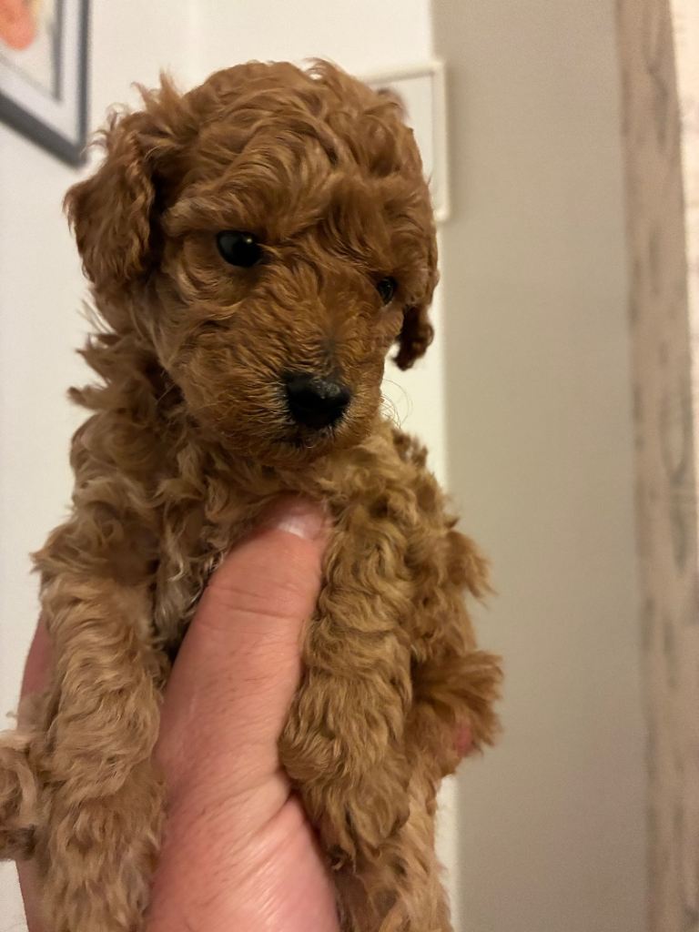 Toy Poodle puppies