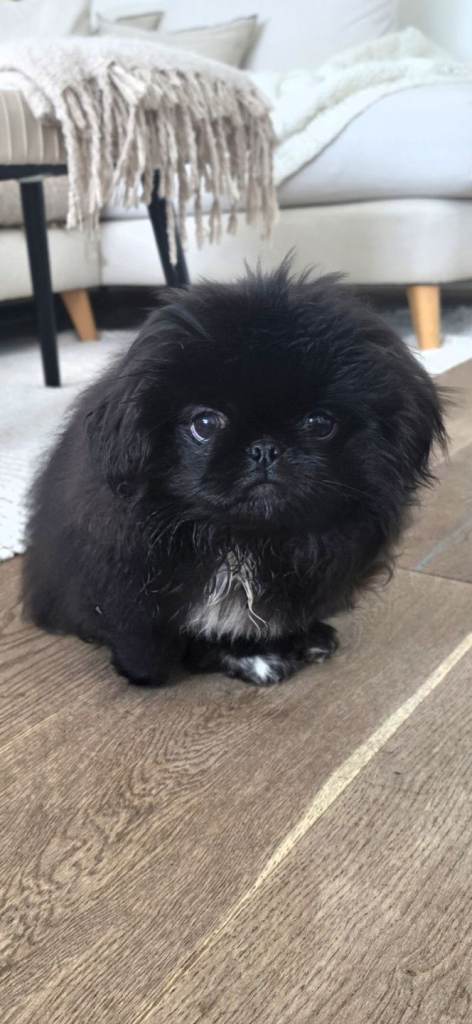 Pekingnese female 