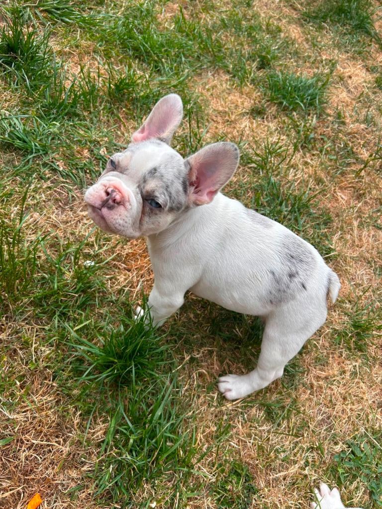 DWKC French bulldogs