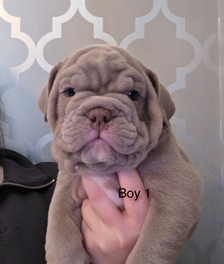 Micro Bully x English bulldog
