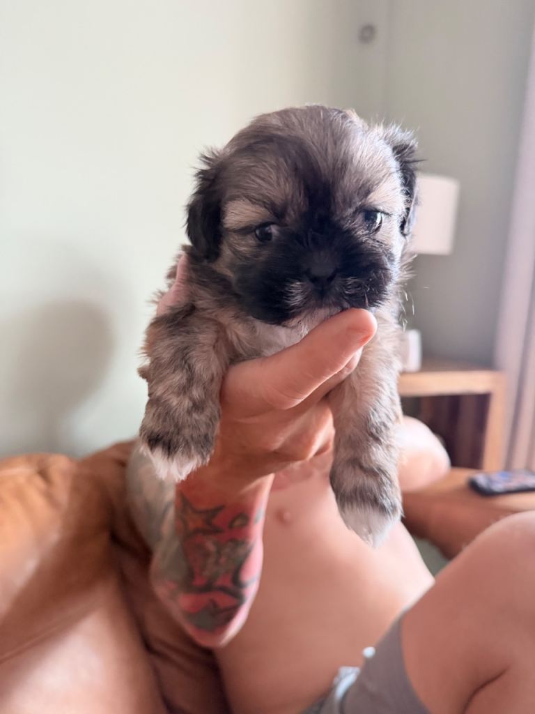 3 Shih Tzu pups