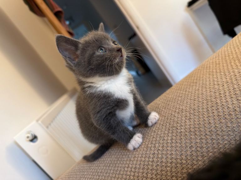 Beautiful Grey Kitten 