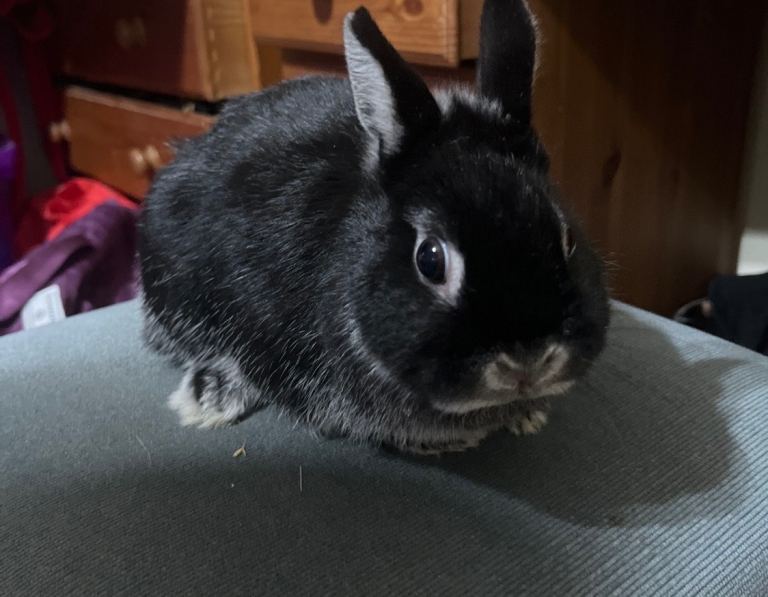 Netherland Dwarf Rabbit