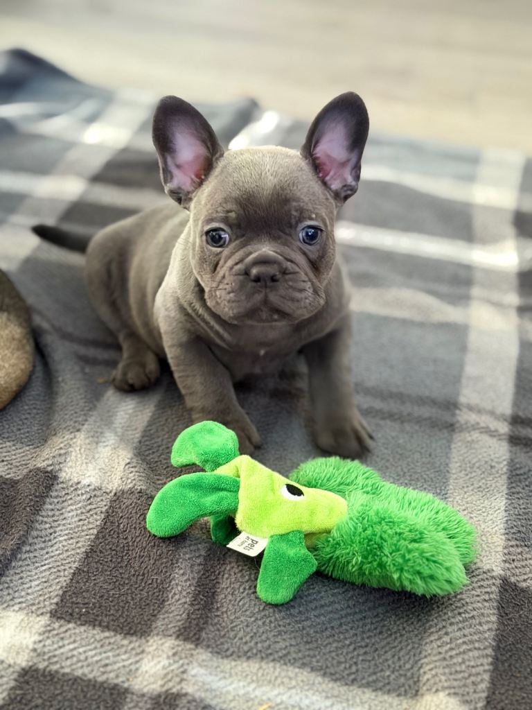 French Bulldog Puppies
