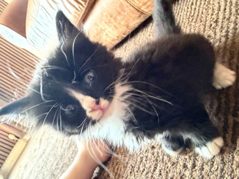 1 gorgeous kitten 
