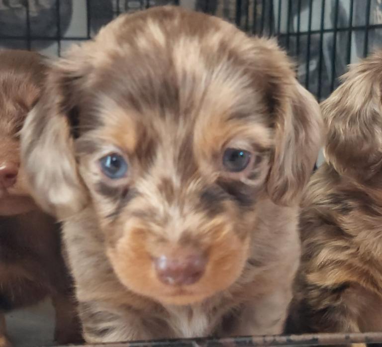 longhair dachshund babies