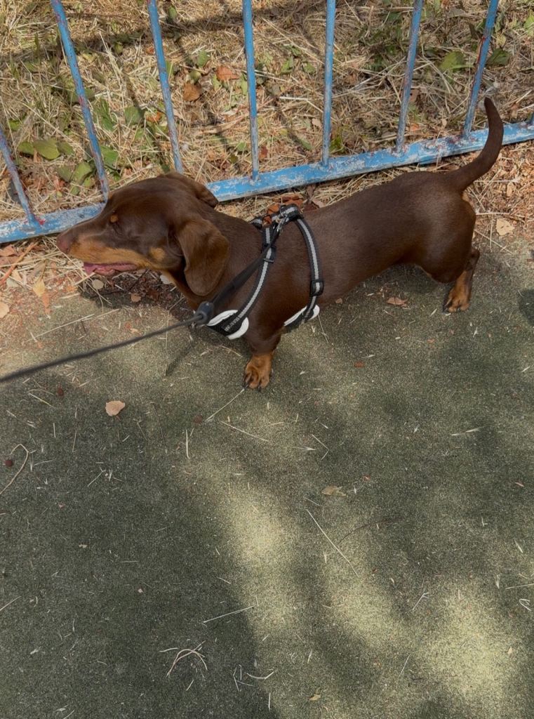 Dachshund 
