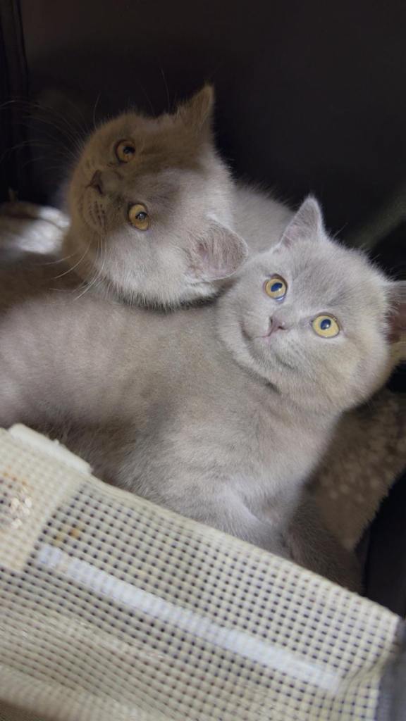 Female British Shorthair Kittens for sale