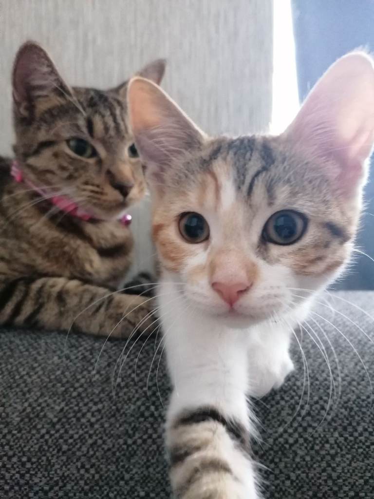 11 week old kitten