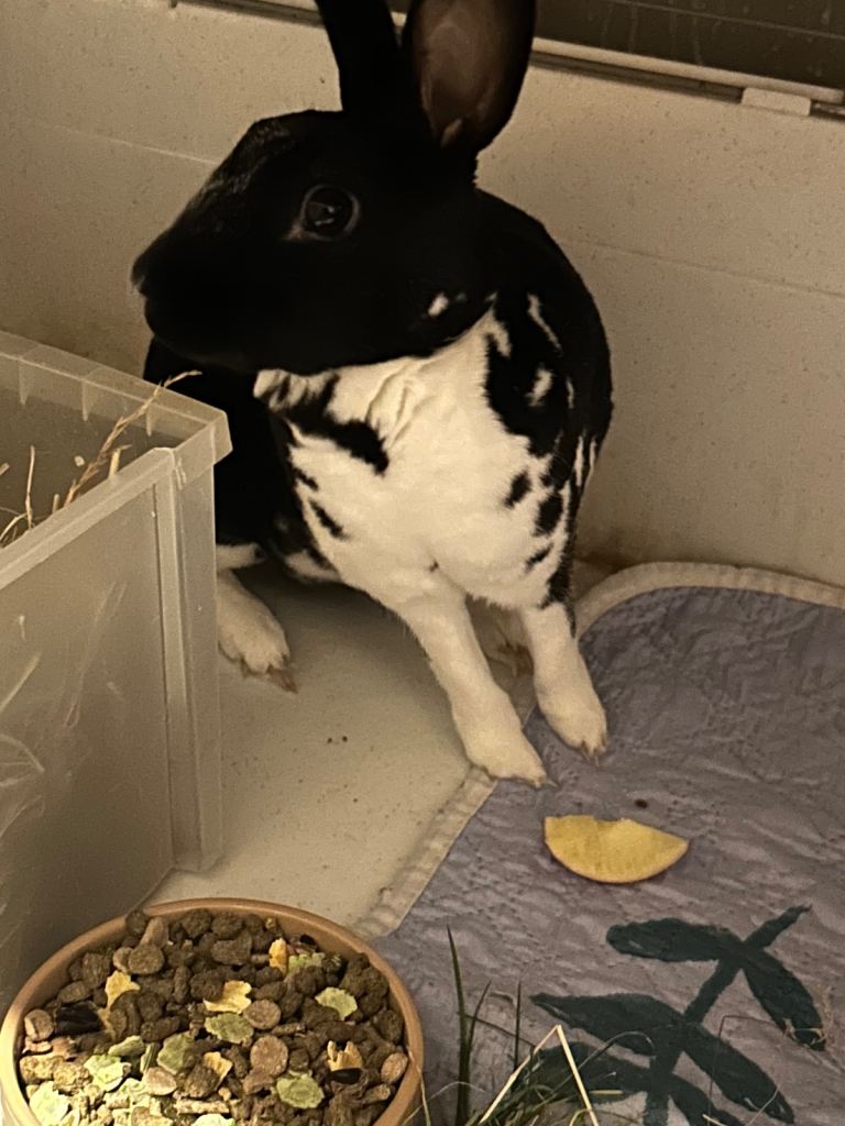 Rabbit