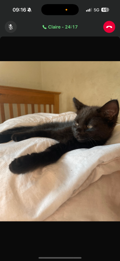 Kittens 